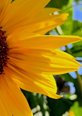Sunflower Close-Up