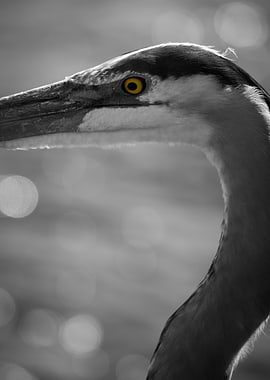 Great Blue Heron Close-up Portrait Black And White