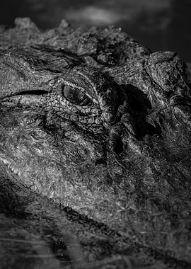 Alligator Eye Close-Up Black And White