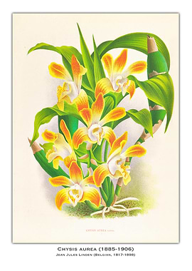 Chysis Aurea Orchid Illustration