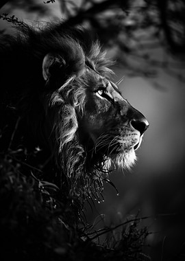 Majestic Lion Portrait