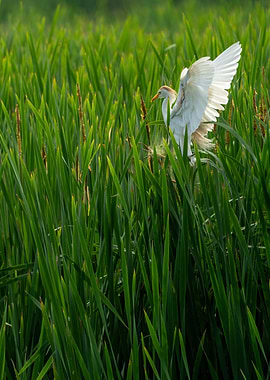White Egret in Grass