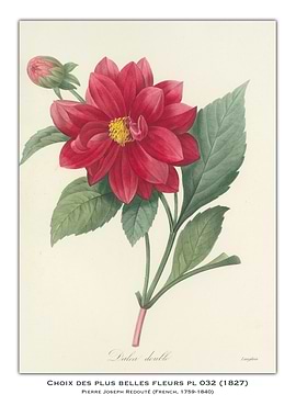 Dahlia Double Flower Illustration