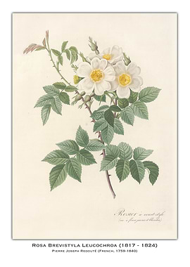 White Rose Botanical Illustration