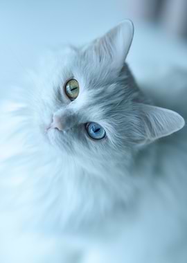 White Cat with Heterochromia