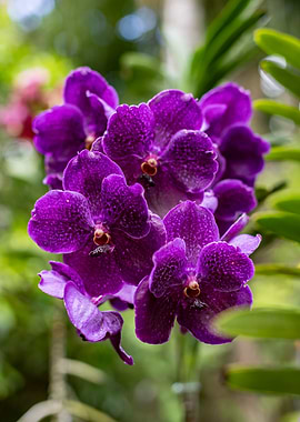Purple Orchid Bloom - Vanda Coerulea
