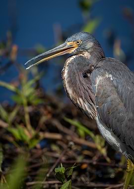 Tricolored Heron Vibrant Close-Up