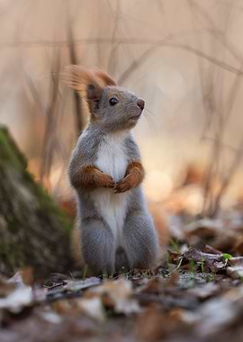 Red Squirrel in Autumn
