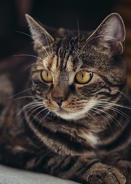 Close-up of Tabby Cat