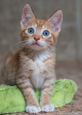 Cute Orange Kitten