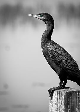 Cormorant Bird with Blue Eyes