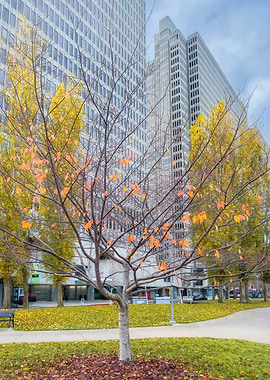 Autumn Tree in Cityscape