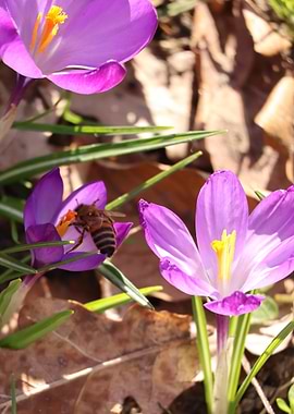 Bee on Purple Crocus