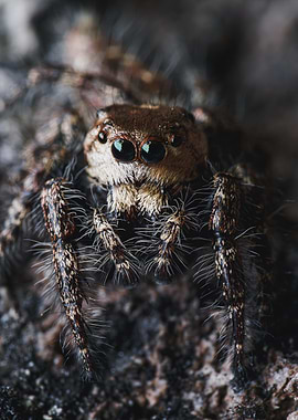 Hyllus Semicupreus Jumping Spider Close-Up