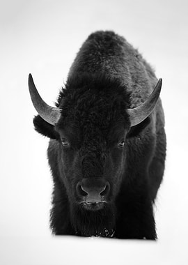 Bison Portrait