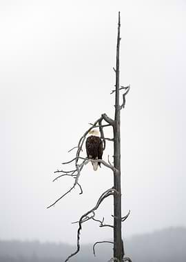 Bald Eagle on Bare Branch