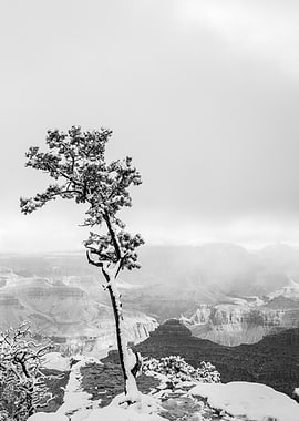 Snow-Covered Tree at Grand Canyon