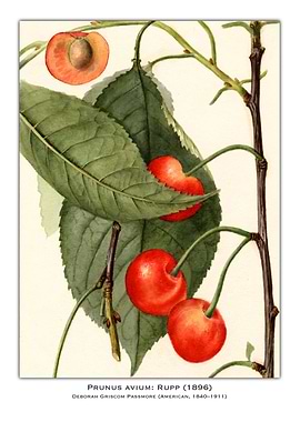 Cherry Watercolor Painting