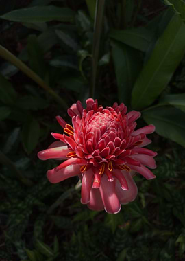 Pink Ginger Flower