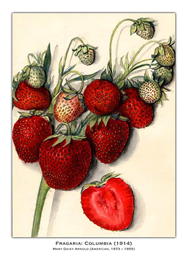 Vintage Strawberry Illustration