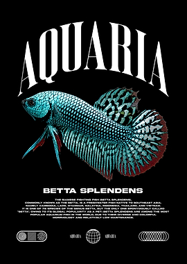 Betta Splendens Fish Keeper