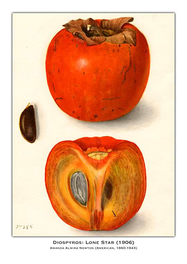 Lone Star Persimmon Painting