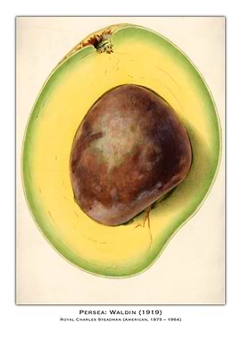 Avocado Cross Section