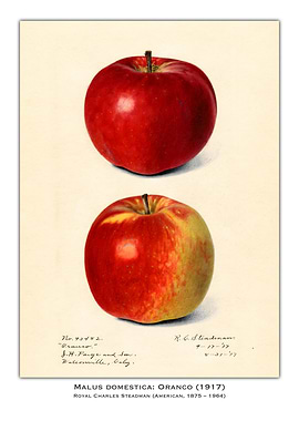 Orango Apple Illustration