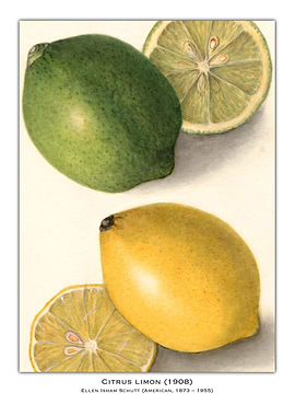Citrus Limon Watercolor