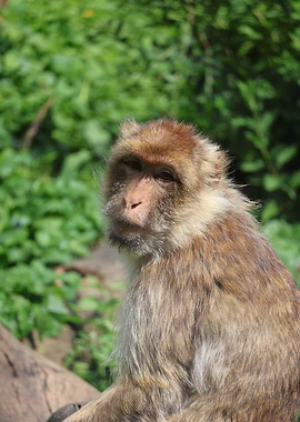 Curious Monkey Portrait