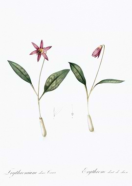 Erythronium Flower Illustration