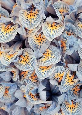 Blue and Yellow Iris Petals