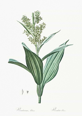 White Veratrum Flower Illustration