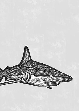 Shark Line Art