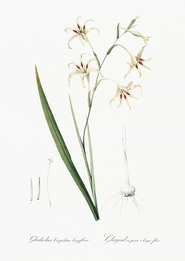 Gladiolus Flower Illustration