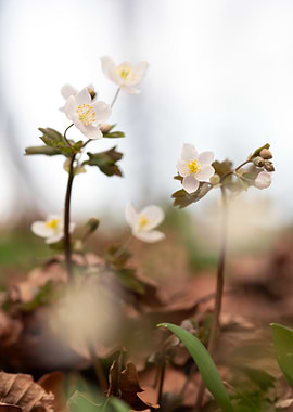 Delicate White Flowers