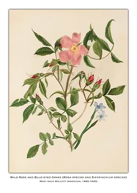 Wild Rose and Blue-Eyed Grass