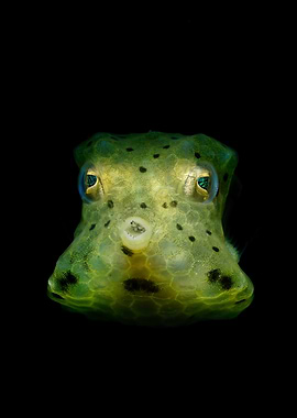 Close-up of a Box-Fish