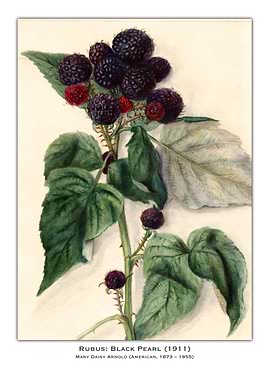 Black Pearl Blackberry Watercolor