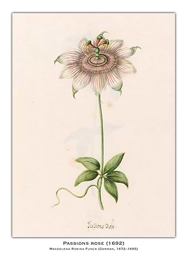 Passion Flower Botanical Illustration