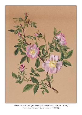 Rose Mallow Botanical Illustration