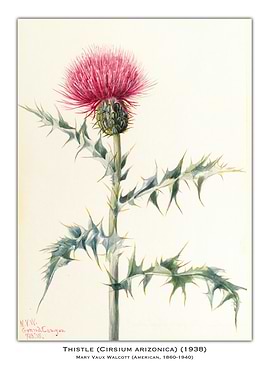 Thistle Watercolor Illustration