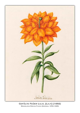 Orange Lily Botanical Illustration
