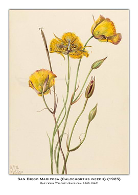 San Diego Mariposa Flower Illustration