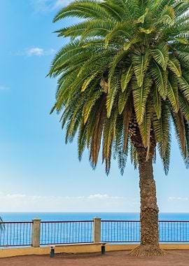 Palm Tree by the Sea