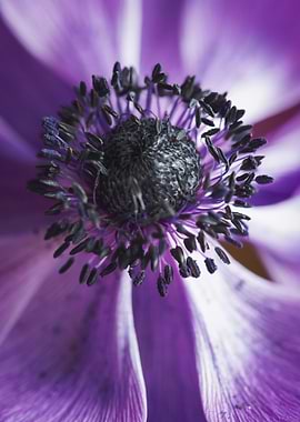 Purple Flower Macro