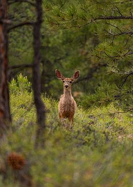Deer in Forest