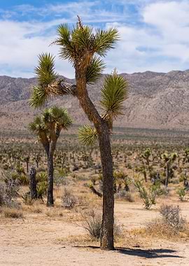 Joshua Tree Landscape
