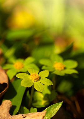 Yellow Wildflowers in Sunlight