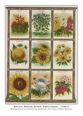 Vintage Flower Seed Packet Poster